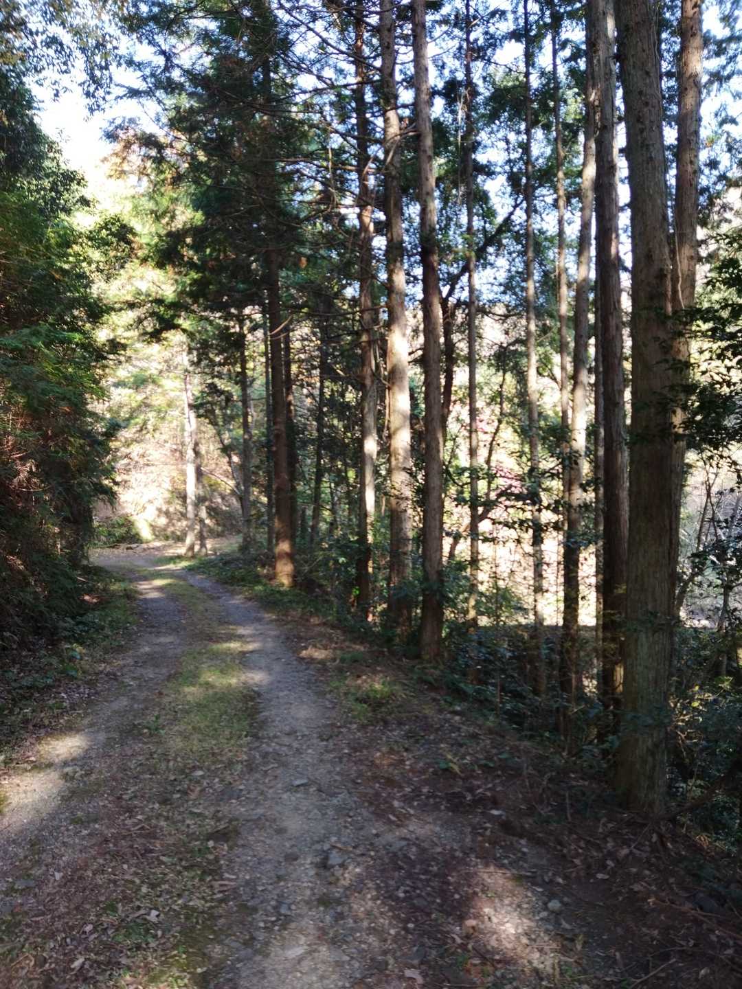 遠見山登山口-遠見山 周回コースの写真
