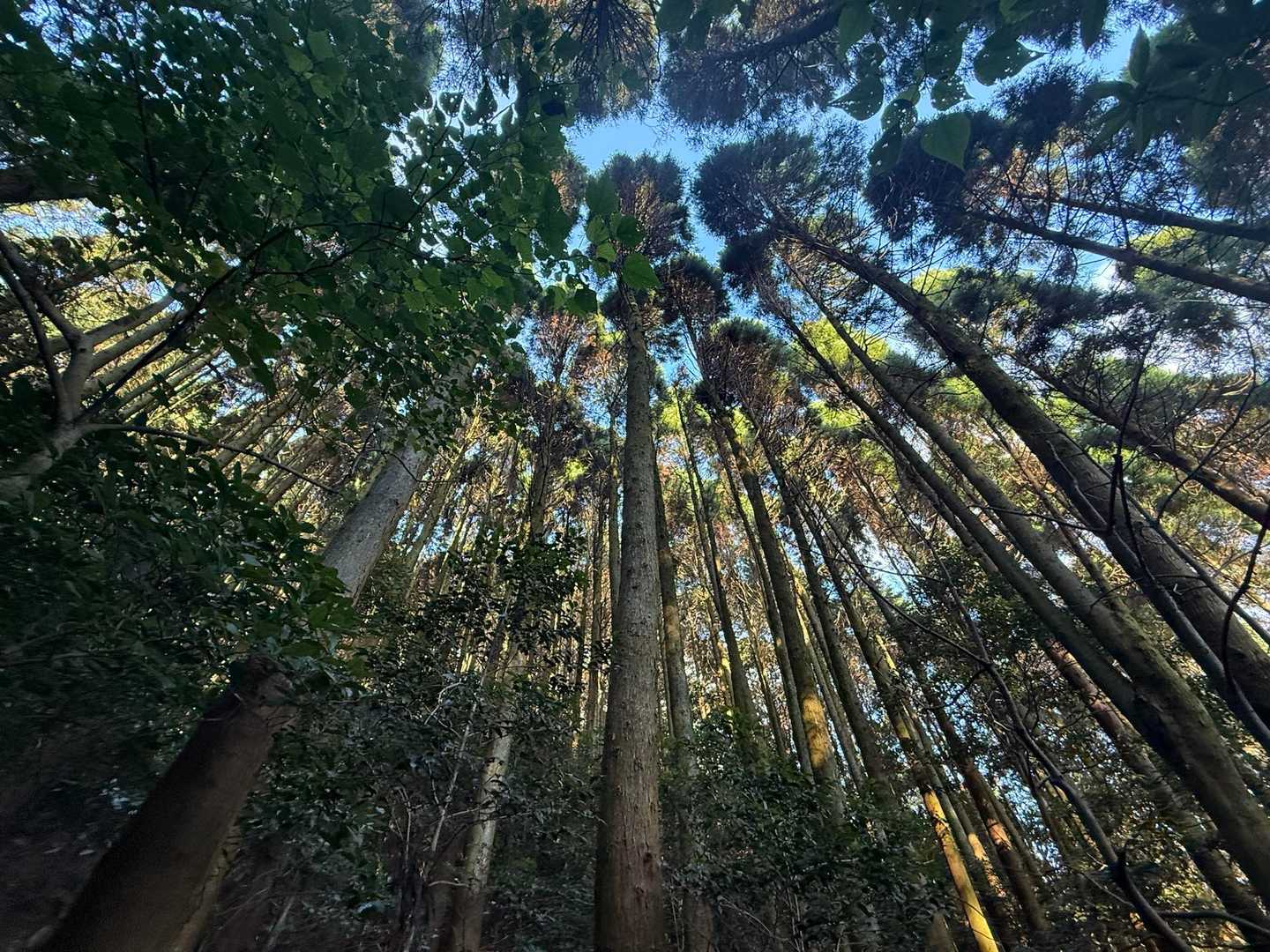 高蔵山 往復コースの写真