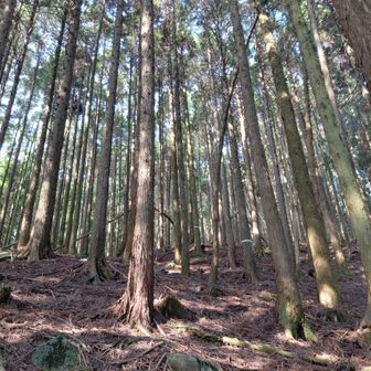 裏英彦山道は、鬱蒼とした針葉樹林帯から登り始めます。竈門炭治郎が最初に修行した森のようだ。