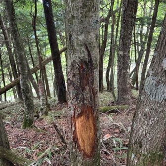 御池の分岐そばで見つけました。やはり熊の皮剥ぎなのか