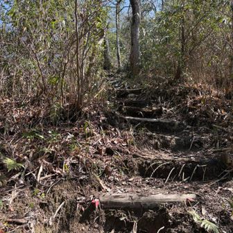 気を取り直して二上山へ行きましょ‼︎
凄い急登なんだけど…急登嫌いですが…
なんかいい感じの登りデス🥰