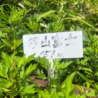 狭山富士。