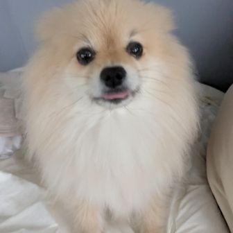 白