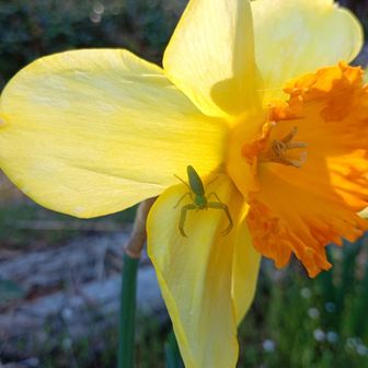 ラッパ水仙にワカバグモ！
