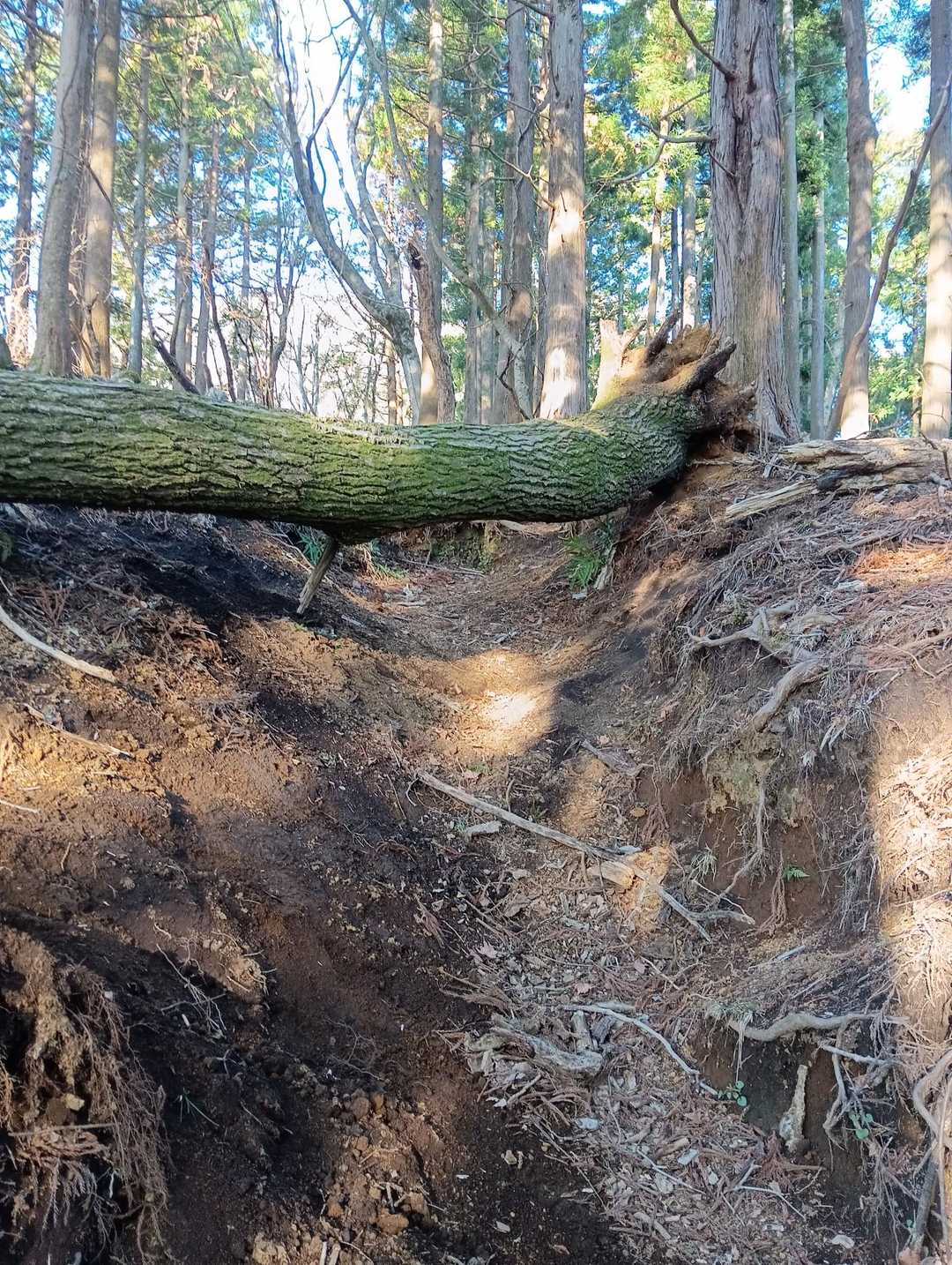 矢倉沢バス停-矢倉沢登山口-矢倉岳-清水越-地蔵堂バス停 縦走コースの写真