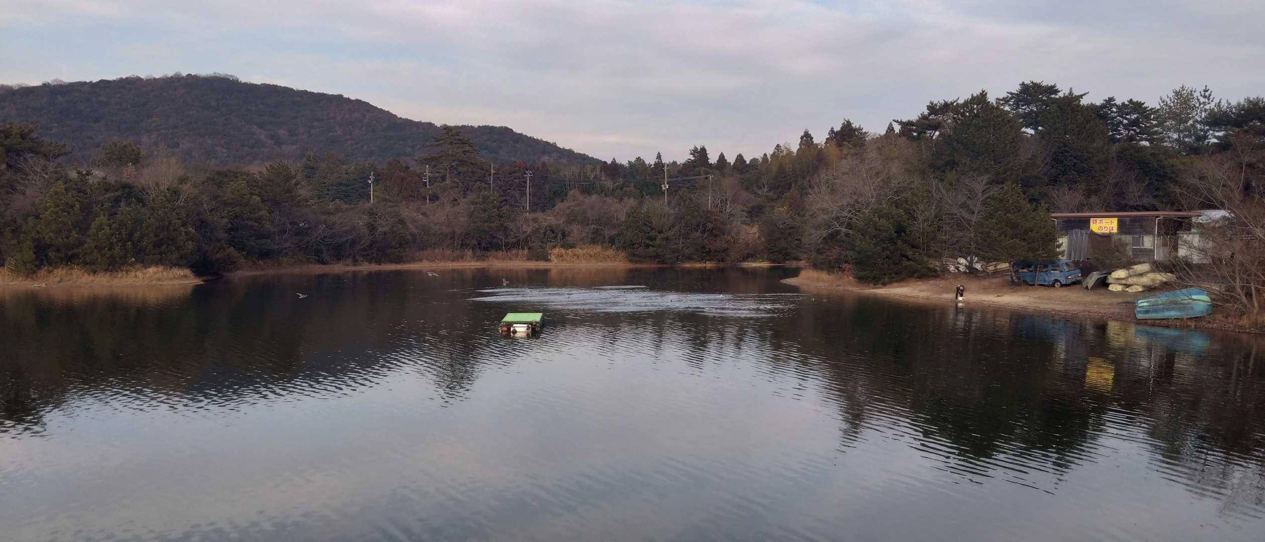 ボート乗り場で水面に餌を撒かれたので鴨も白鳥も一斉に動き出す