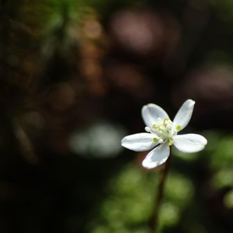 横川中堂に向かう脇道にも咲いてました