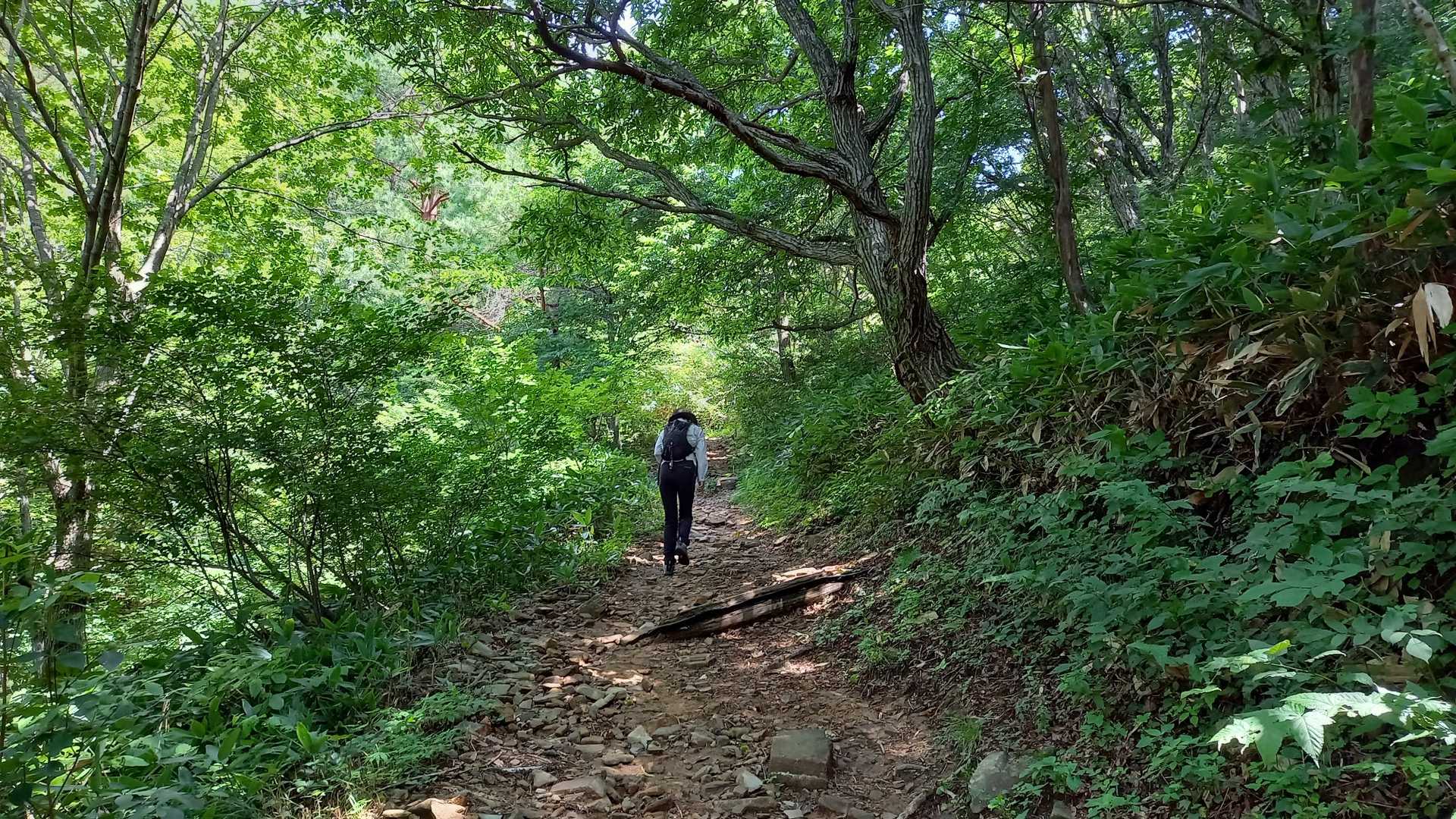 東登山口-深入山-南登山口 周回コースの写真