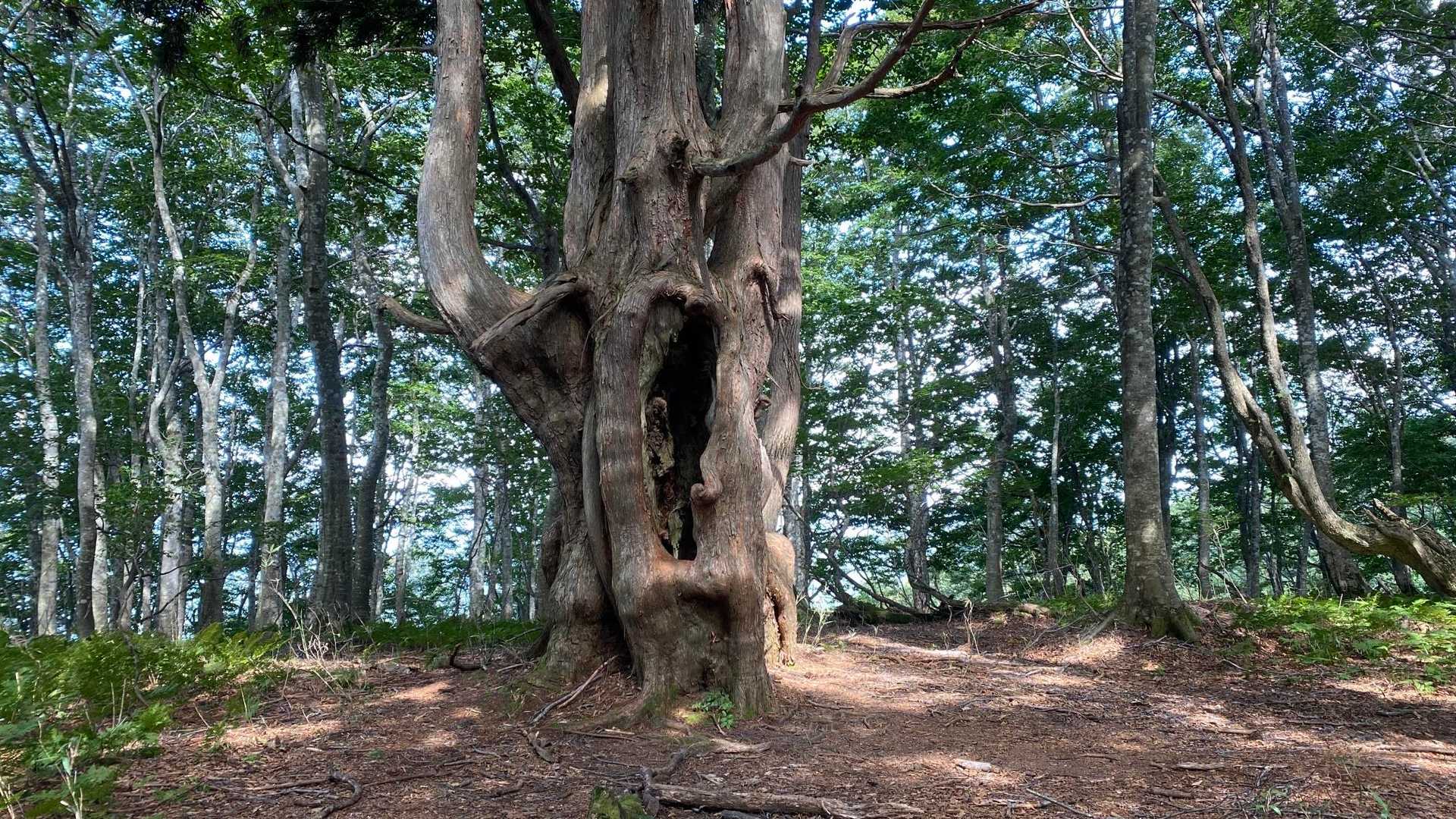 河合谷コース登山口-小ズッコ-大ズッコ-扇ノ山 往復コースの写真