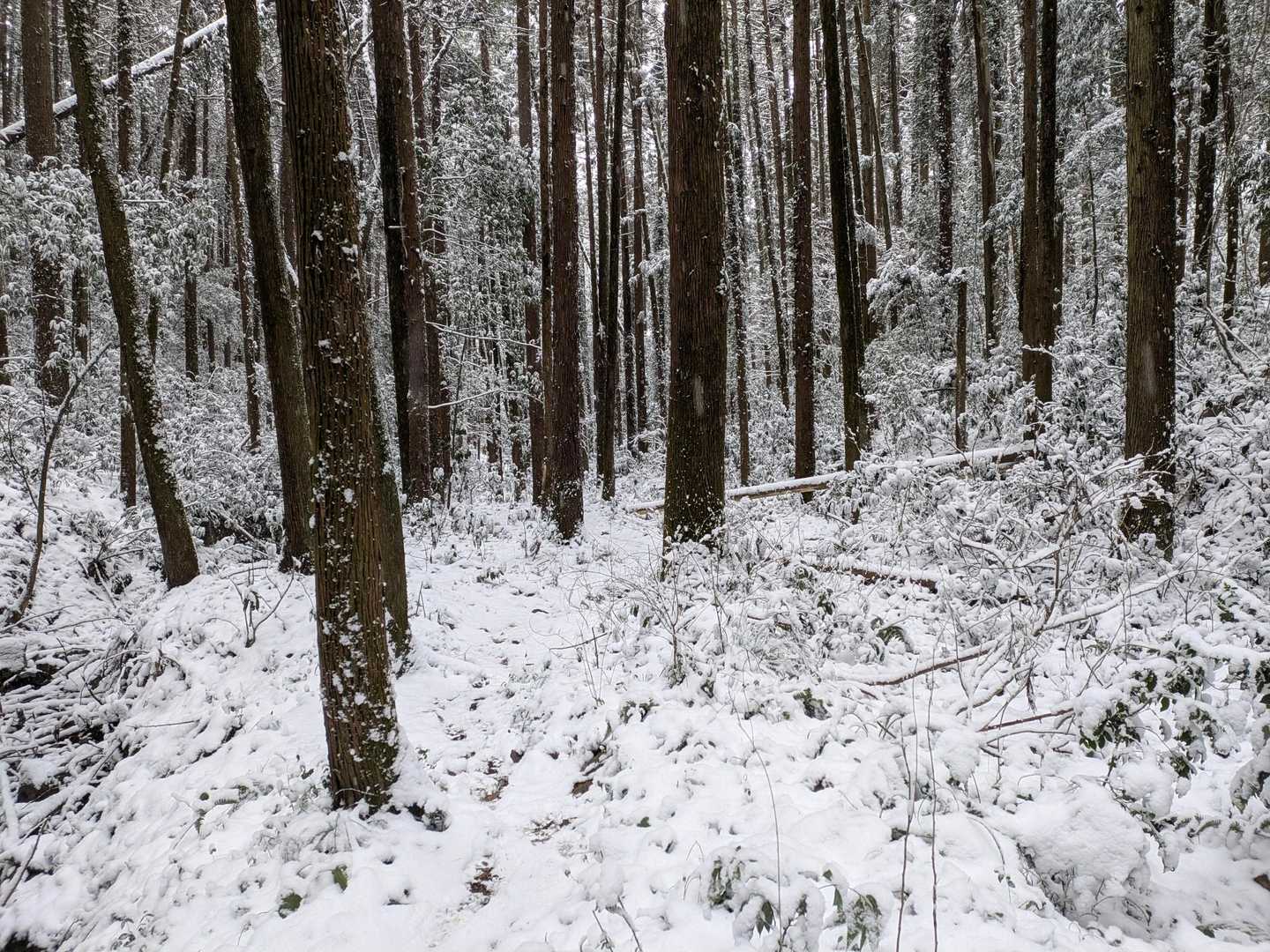 ぐみの木峠から戻ります🥾
