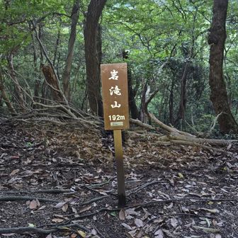 すぐに岩滝山ピーク▲
6年で10回目登頂✨
今回は踏破お山の登頂回数も告知いたします🤠