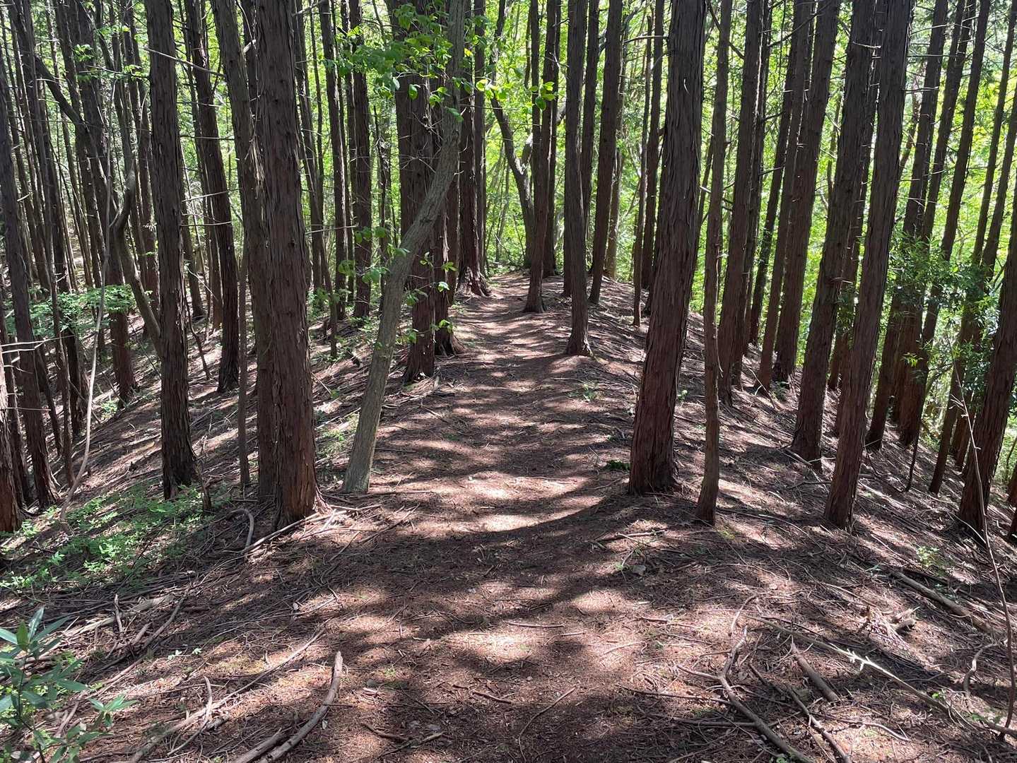 歩きやすい道です☺️