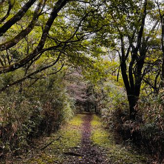 登山道はわかりやすい