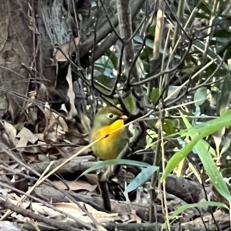 頂上近くでソウシチョウが私を観察に来た！