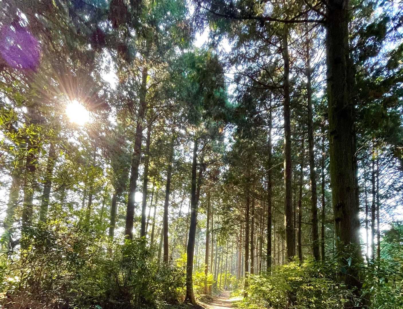 檜杉の林が心地よいです。