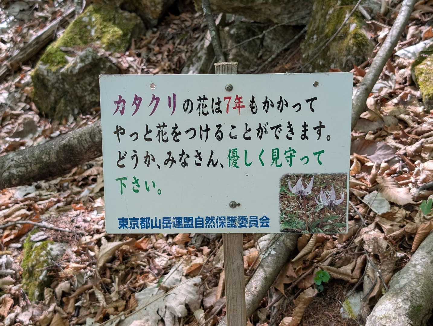 カタクリの注意書が出てきましたがそこからなかなかカタクリが現れませんでした。