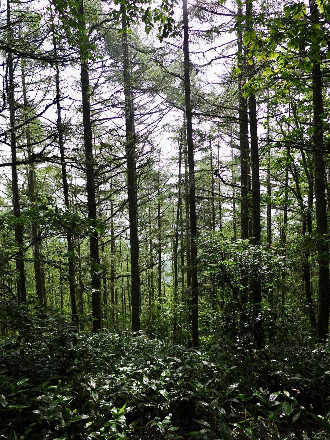 権兵衛峠登山口-北沢山-コイノコ 往復コースの写真