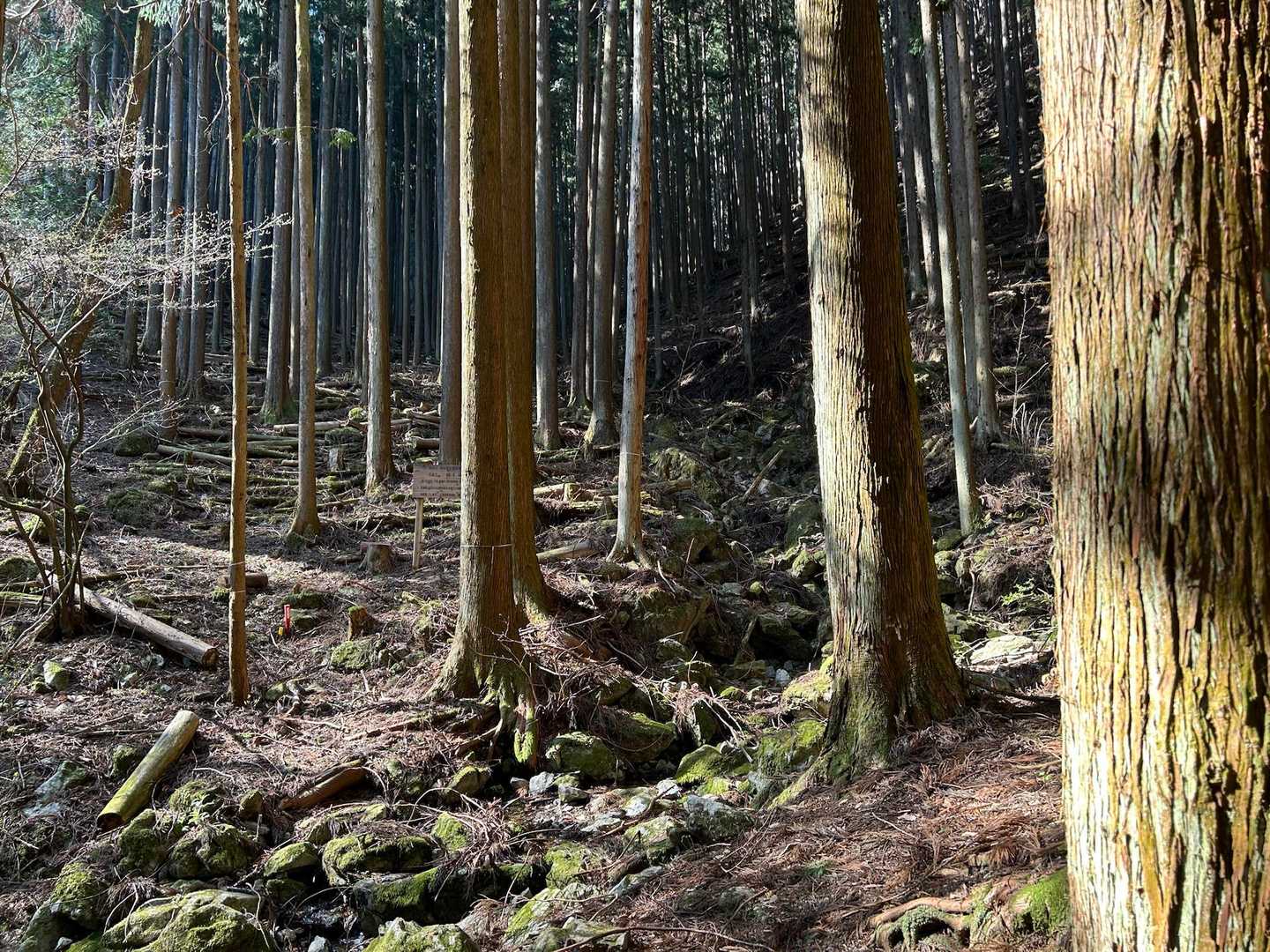 樹林帯を登ります