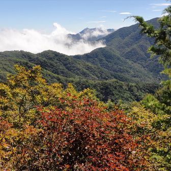 登り上げたら山頂周辺は紅葉開始！？
ツツジ類の葉は既に紅くなり始めている物がたくさん見られた。
向こうには歩いてきた稜線と右にこれから行く黒岳、左奥に三つ峠山。