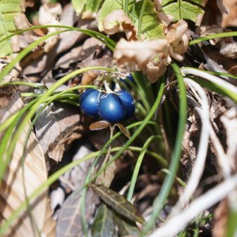 リュウノヒゲの実　何個か見つかりました
