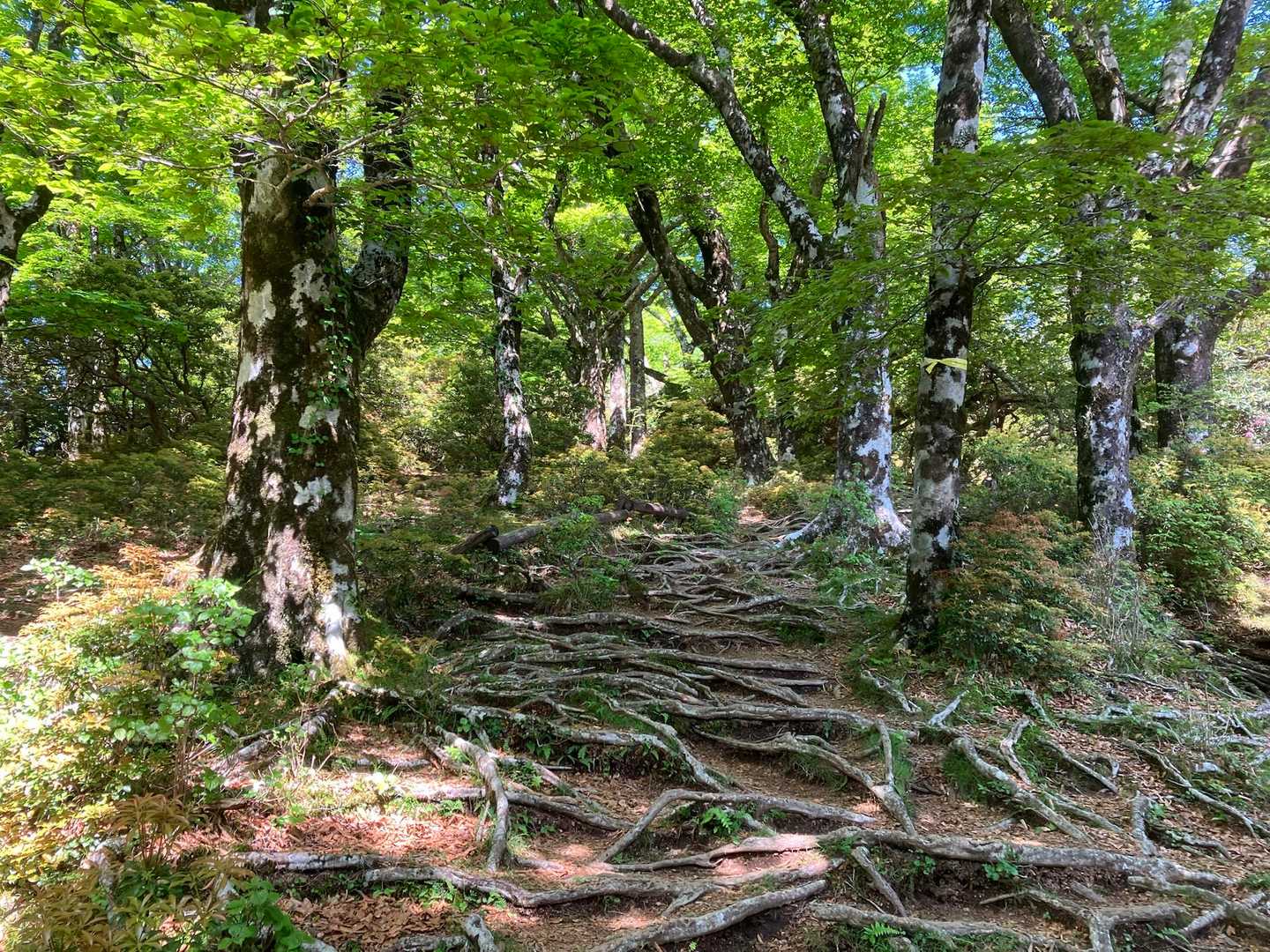木の根の階段を登ります