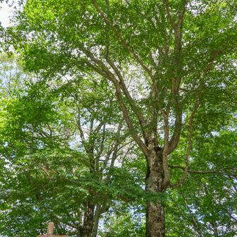 山頂から奥に進むと、
鳥居の右側の道の終点に出ます。

ここを写真右に行くと北アルプス展望台に行けますが、今の時期は薮で見えません🫠
