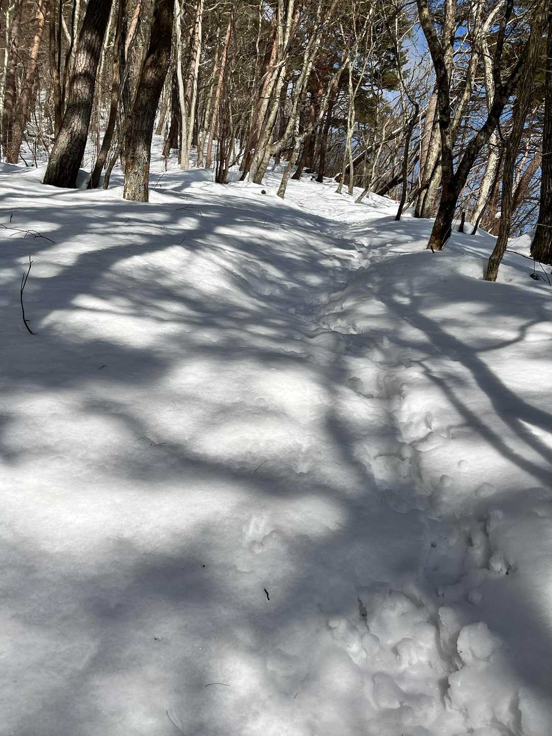 半田山 往復コースの写真