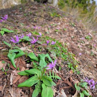 観鋸台のカタクリ