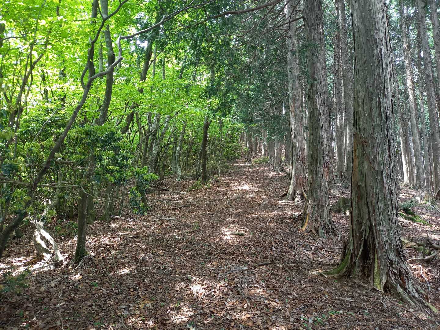 先に塔ノ丸に。
少し取り付き失敗💦
尾根路は歩きやすいです✌️