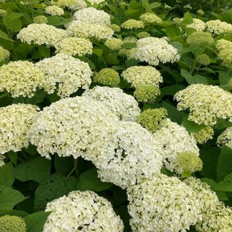 アナベルは5分咲きくらい