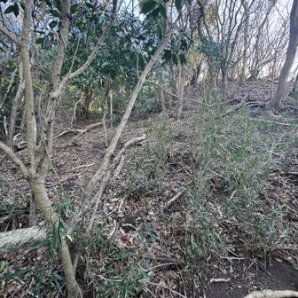 山頂に向かって登ります。
急登😅