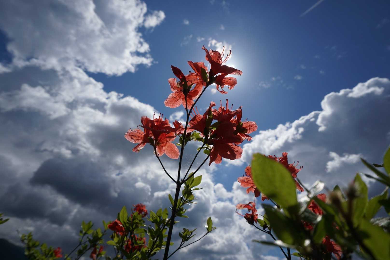 ツツジ綺麗