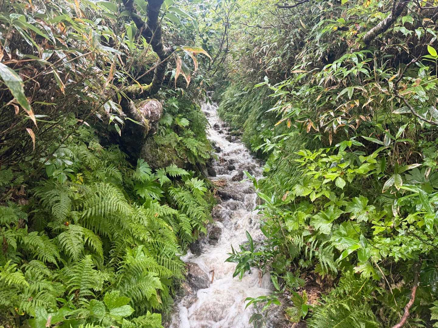 登山道が豪雨により沢へと変わりました笑