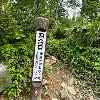 緩やかな登りで、すぐに4合目☺️