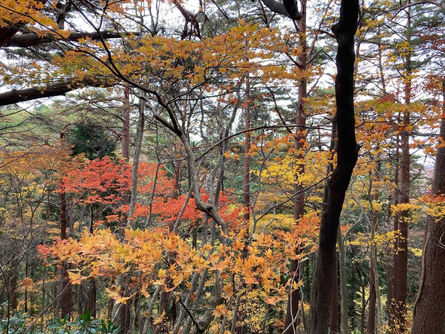 金山滝登山口-女人堂-前岳-中岳-太平山 往復コースの写真