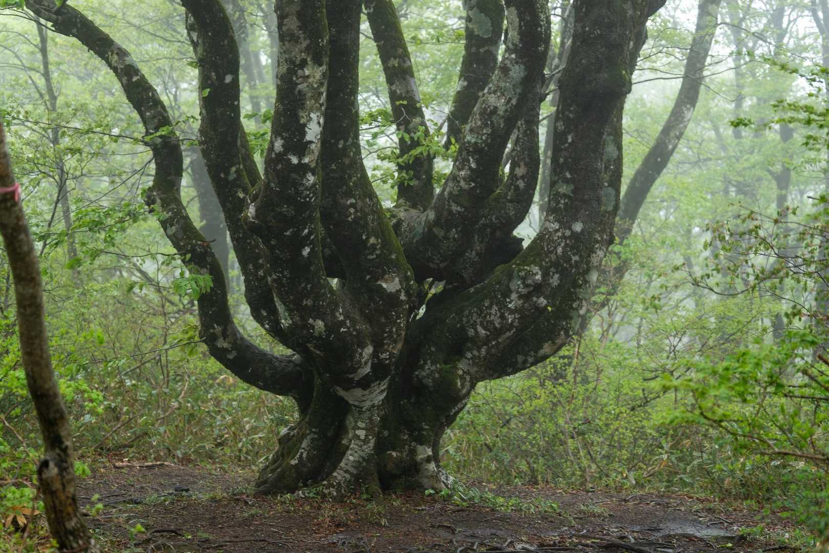 たこぶなさんは安定🌲