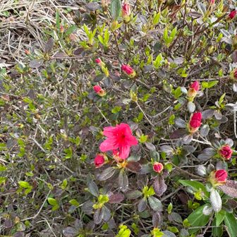 もうツツジが咲いています。