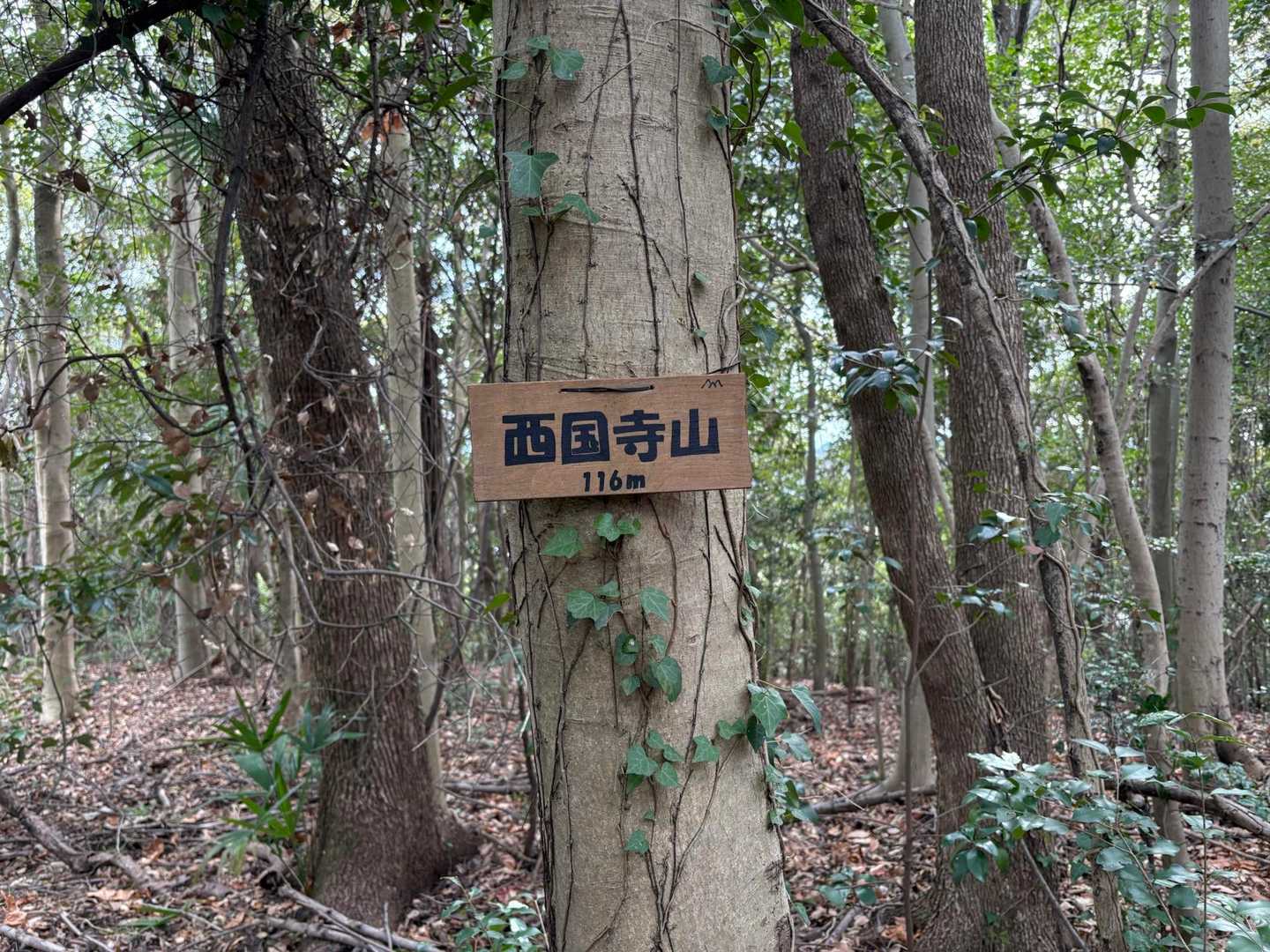さらに奥へと進んだところが西国寺山の山頂。三重塔からおよそ10分ほど。木々に囲まれ展望は無し。それでは戻ります。