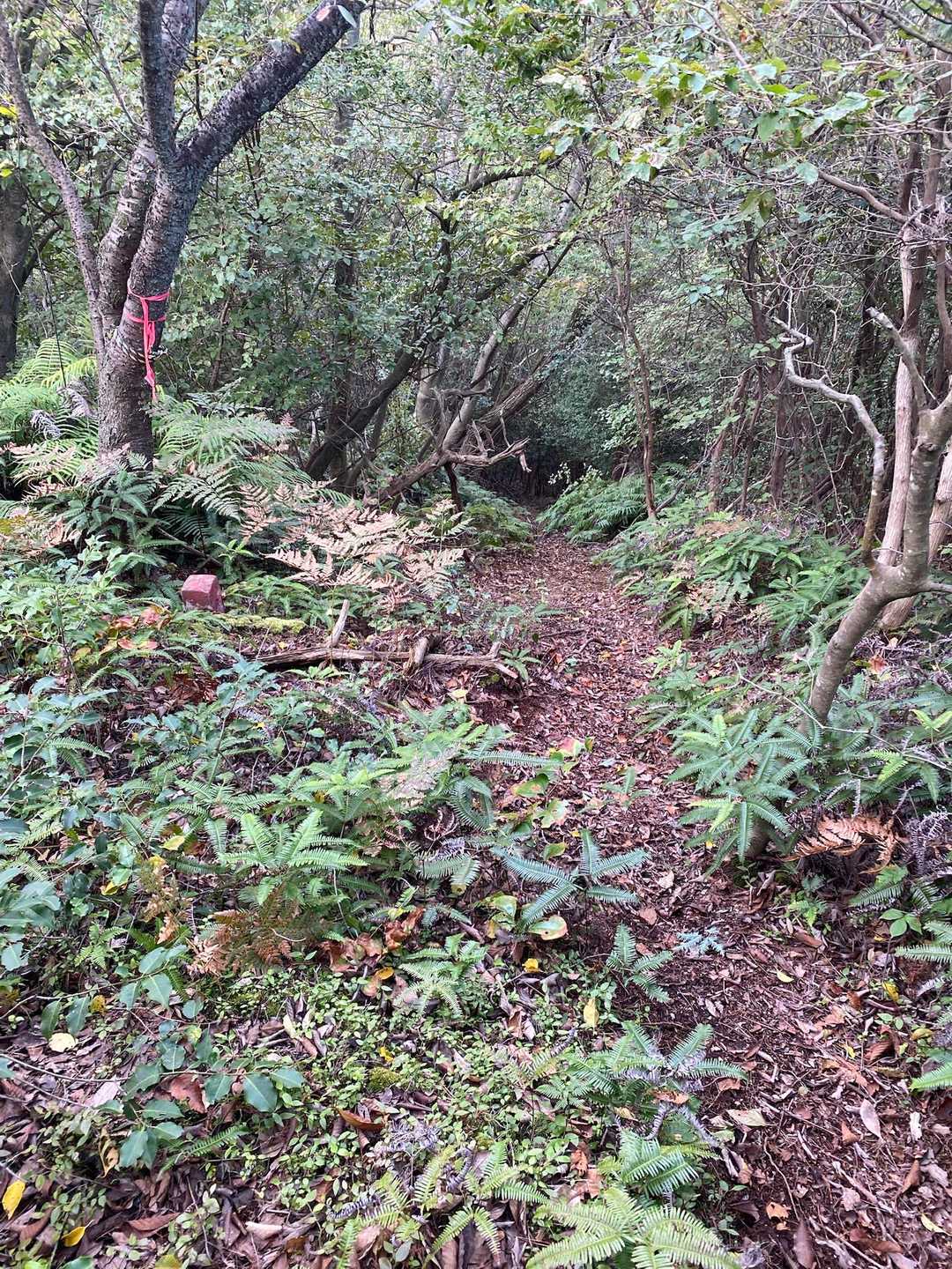 大黒山-竜門山登山口 周回コースの写真