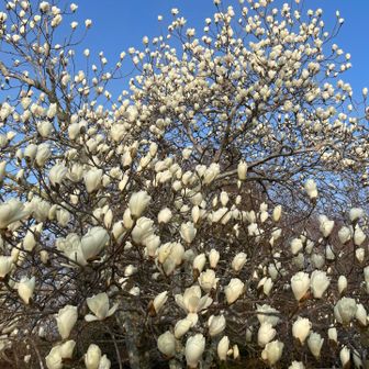 花がいっぱい咲いてる🌸
