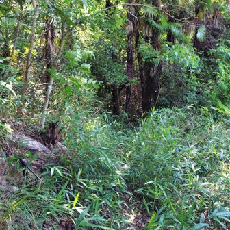 雑草を越すと赤色テープの表示がある登山道がある