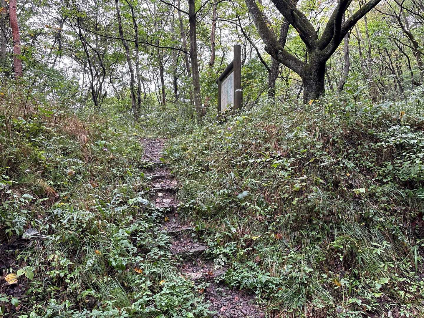 分岐

ここで迷って道を尋ねると

途中まで一緒しましょう！👌

と西音森山の分岐までご一緒させていただく😊