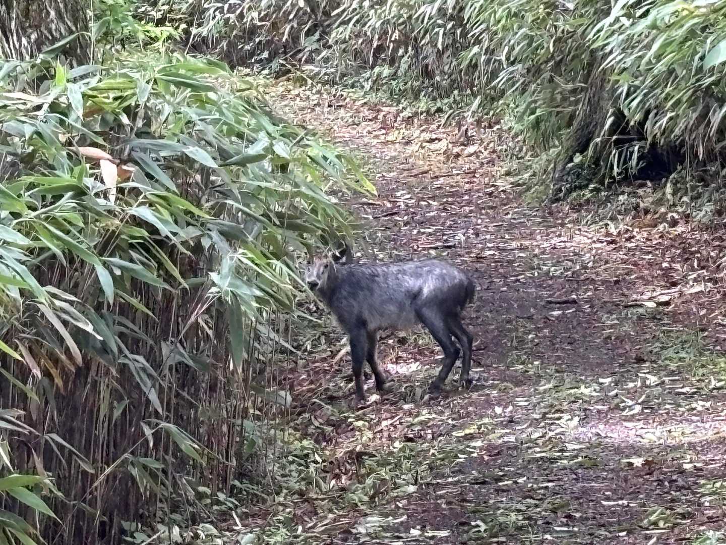 外山-五社山 往復コースの写真