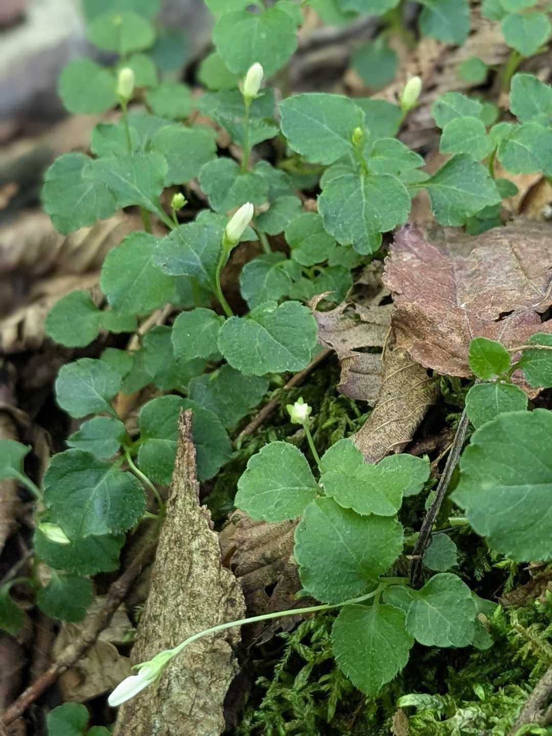 　　タニギキョウの蕾
　　　　　　👆️
　　　グーグルレンズにて🧐