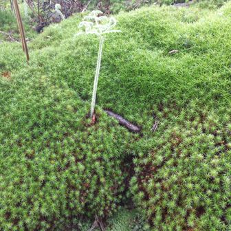 やまあるきくん