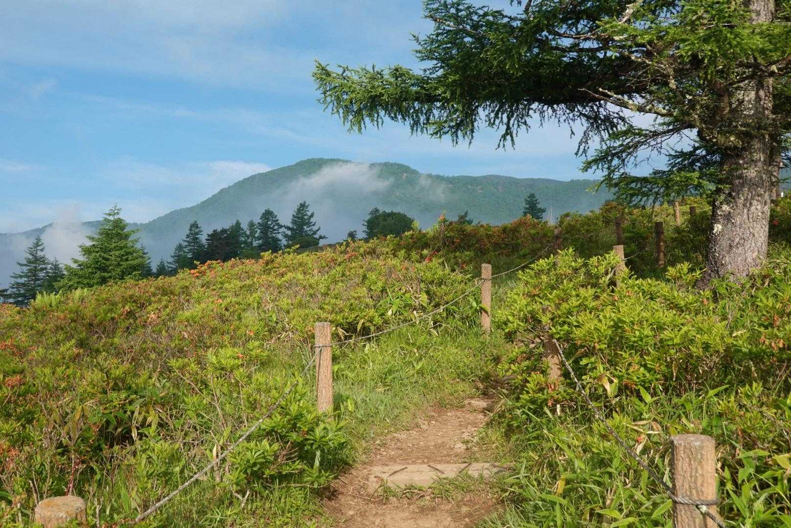 甘利山登山口-甘利山-大西峰-千頭星山-小西峰-御所山 周回コースの写真