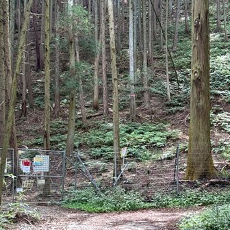 また撮ってしまいました　壁