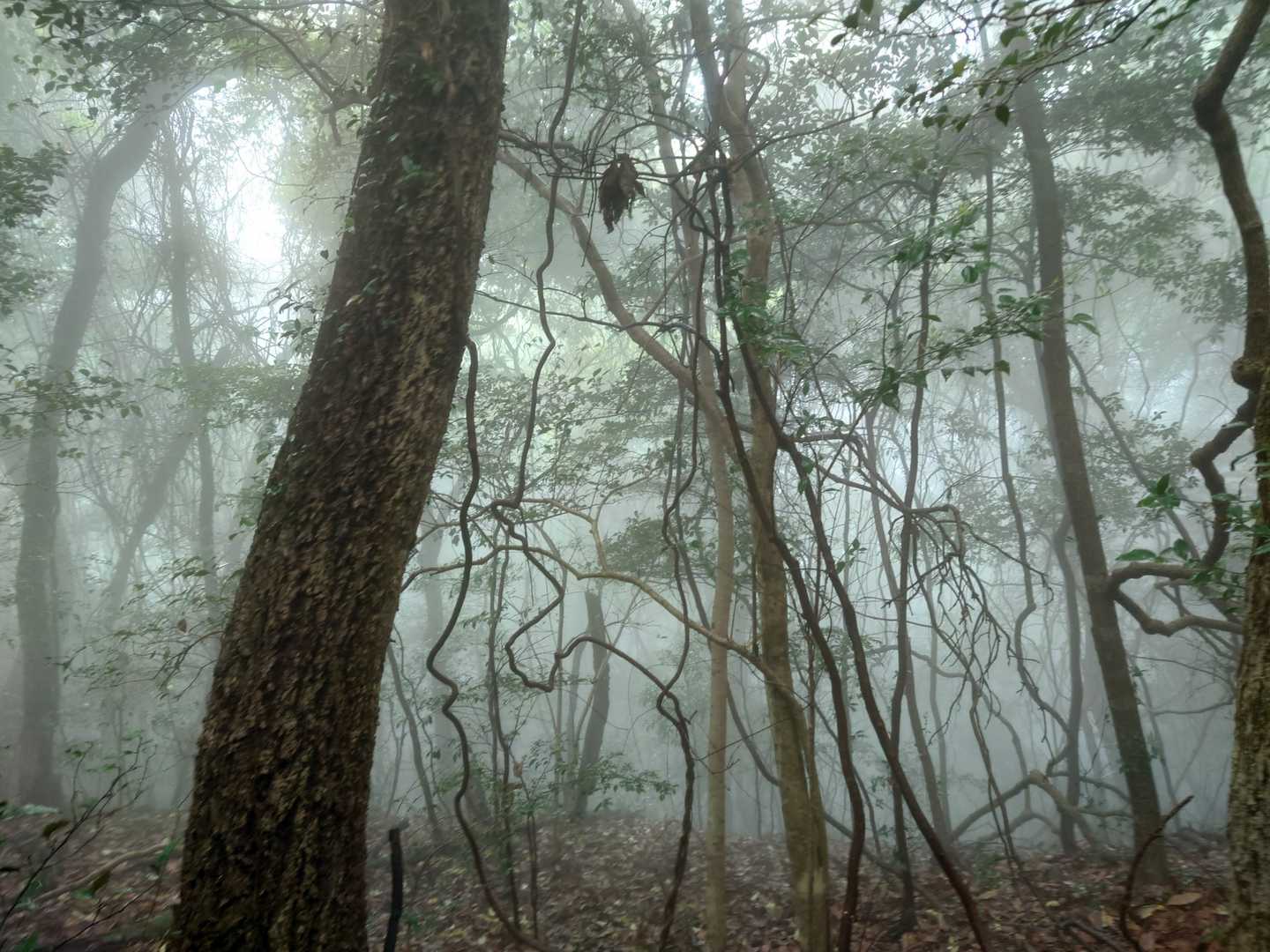 雨じゃないと見れない風景🎶