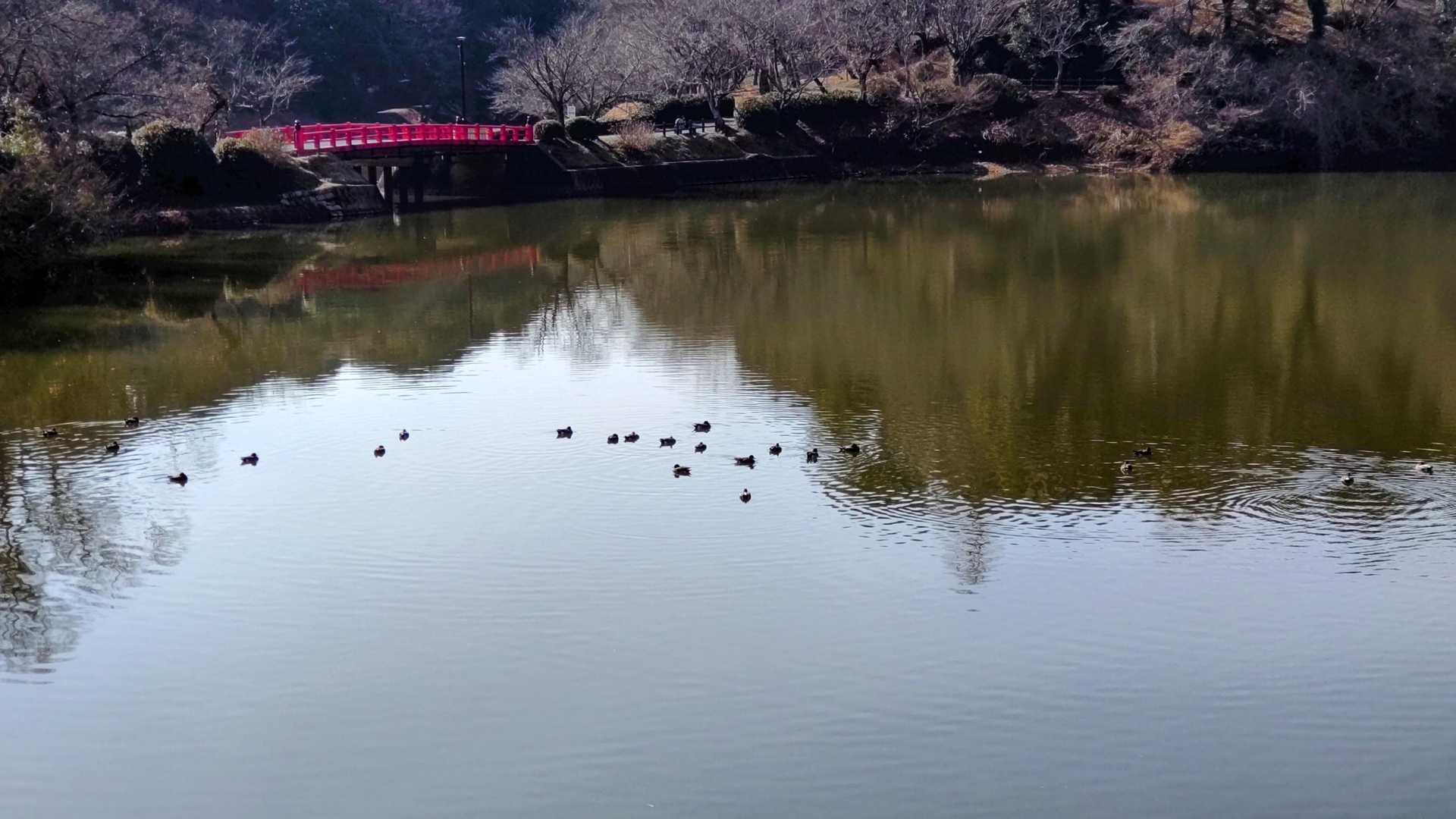 甘木公園で遊ぶ親子連れや
池には鴨がのんびり羽を休めてます。
無事に下山しました。
ありがとうございます💓