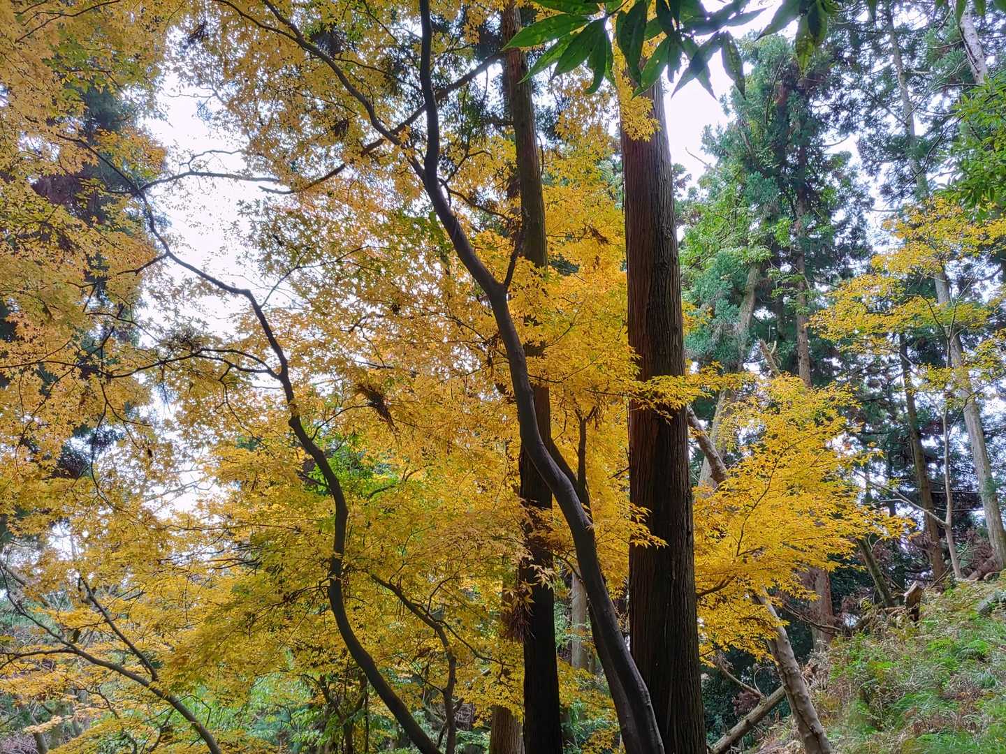 リフトに沿って紅葉する木が植えてあるよう